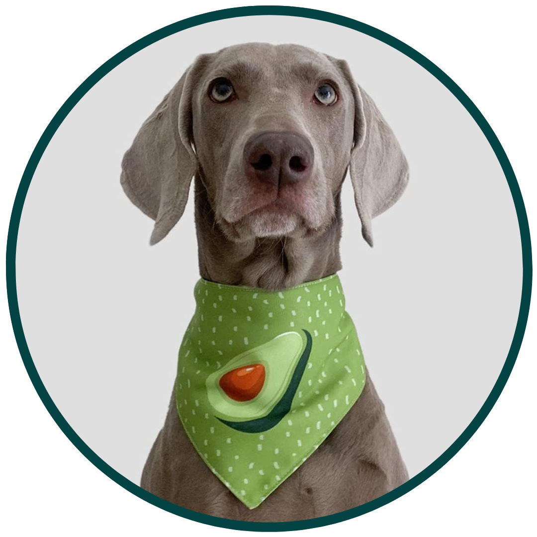 Avocado Scarf